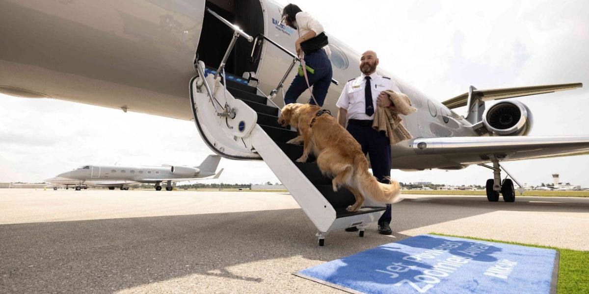 airlines that allow large dogs in cabin