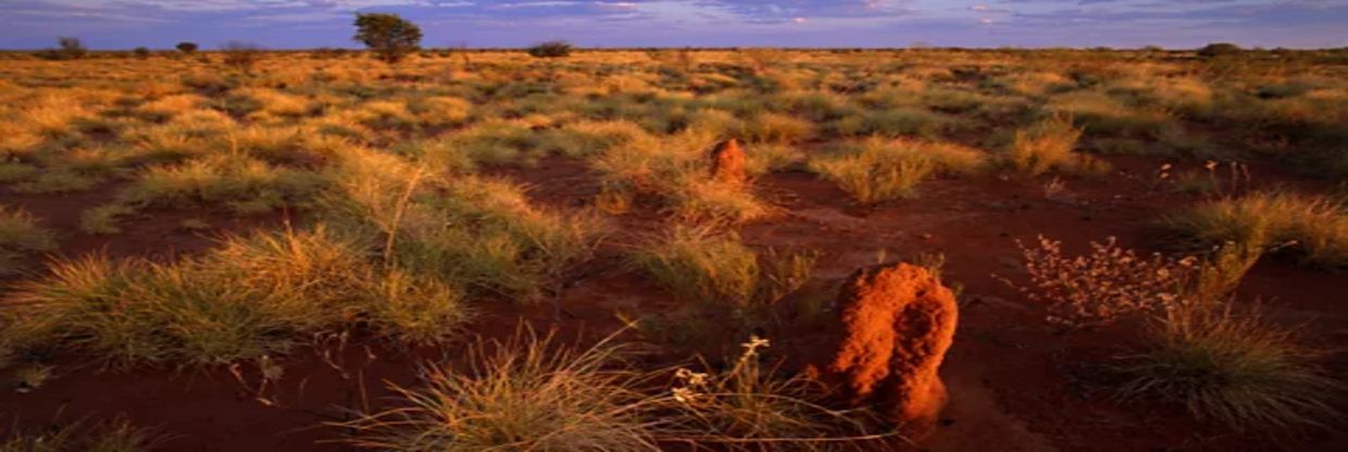 Alliance Airlines Tanami Office in Australia